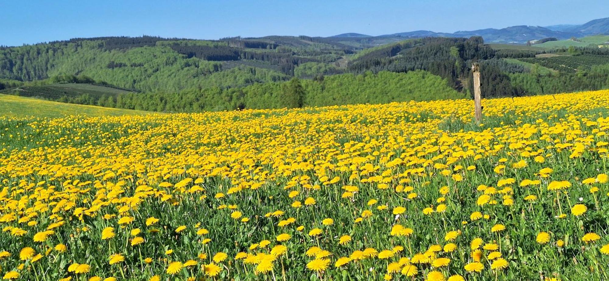 Landhaus Gnacke Schmallenberg Kültér fotó